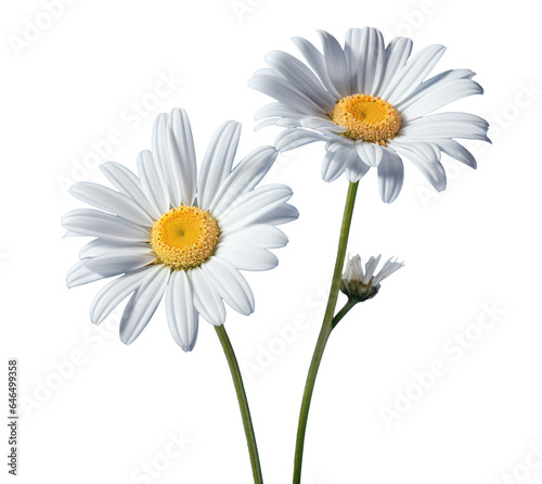 bouquet of two chamomile daisy flowers   png file of isolated cutout object on transparent background.