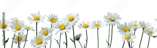 row of white chamomile daisy flowers   png file of isolated cutout object on transparent background.