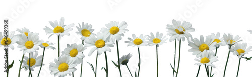 row of white chamomile daisy flowers , png file of isolated cutout object on transparent background.