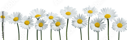 row of white chamomile daisy flowers   png file of isolated cutout object on transparent background.