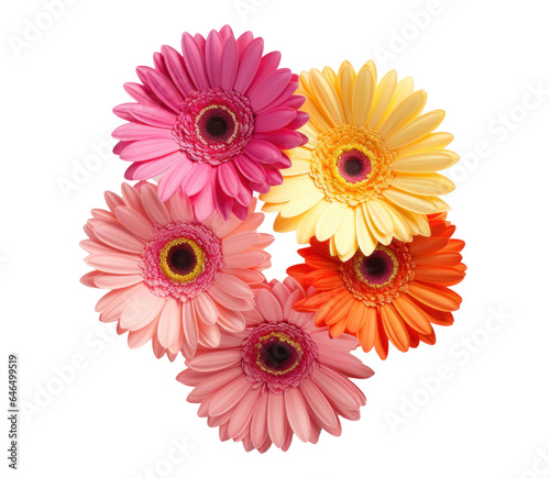 bouquet of colorful gerbera flowers   png file of isolated cutout object on transparent background.