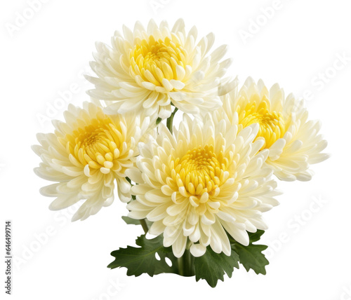 bouquet of tree white chrysanthemum flowers , png file of isolated cutout object on transparent background.
