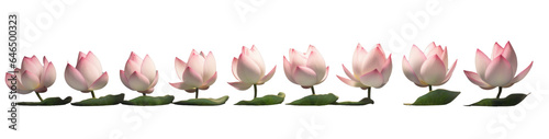 row of white lotus flowers  png file of isolated cutout object on transparent background.