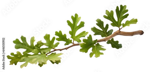 green oak branch with leaves, png file of isolated cutout object on transparent background.