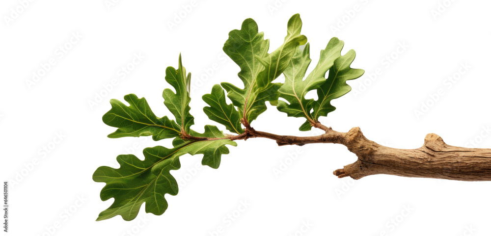 green oak branch with leaves, png file of isolated cutout object on ...