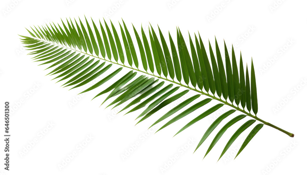 palm foliage, png file of isolated cutout object on transparent background. palm foliage, png file of isolated cutout object on transparent background.
