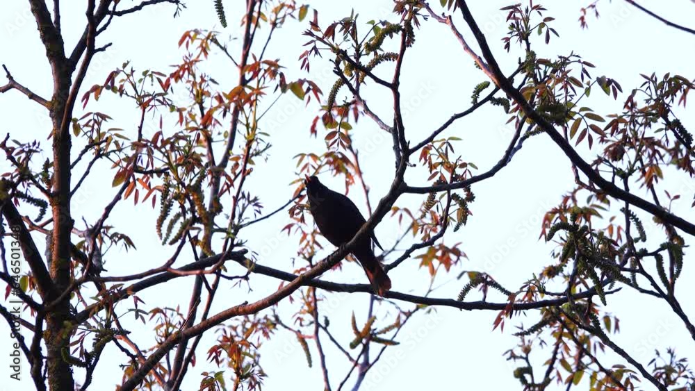 beautiful blackbird singing at sunset original sound beautiful blackbird singing at sunset original sound