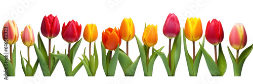 row of colorful tulip flowers, png file of isolated cutout object on transparent background. #646502323