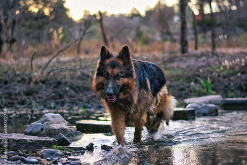 german shepherd dog in the woods