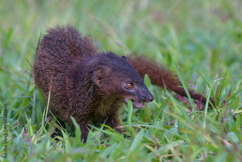 Mongoose (Urva javanica) eating a snake as their prey Mongoose (Urva javanica) eating a snake as their prey