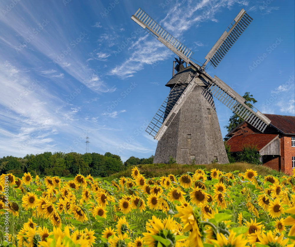 Königsmühle, windmühle mit Sonnenblumen, Seelenfeld