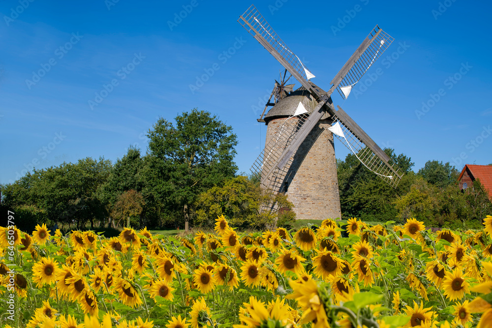 Windmühle Seelenfeld Petershagen mit Sonnenblumen