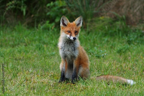 Red fox (Vulpes vulpes)