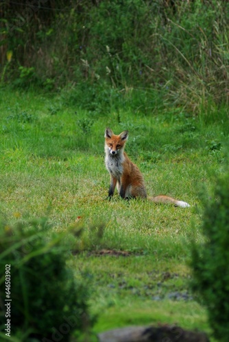 Red fox (Vulpes vulpes)