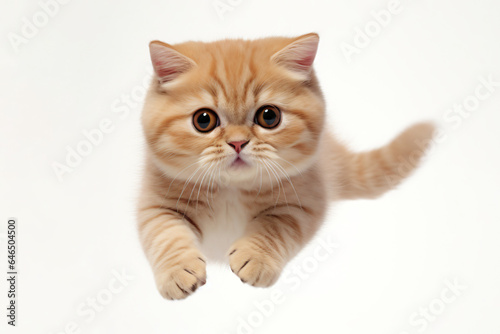 Adorable Munchkin cat with ginger fur jumping towards the camera © Jason
