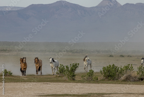 Wild Horses in Spring in the Utah Desert