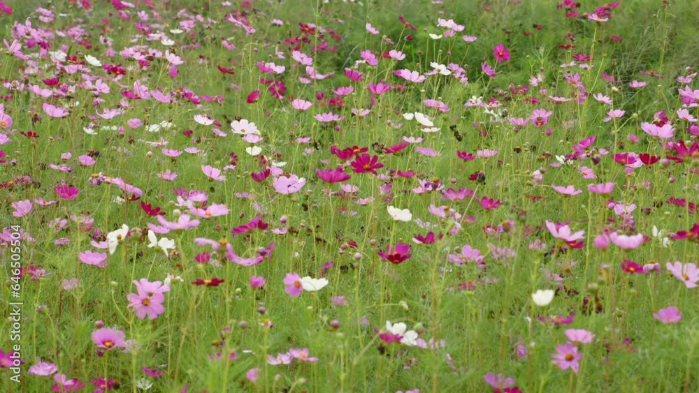 Fresh summer meadow with wildflowers in various colors. Pink, white, and red petals of cosmos and poppy flowers. Bright botanical scene, vivid and lively in nature bloom. Fresh summer meadow with wildflowers in various colors. Pink, white, and red petals of cosmos and poppy flowers. Bright botanical scene, vivid and lively in nature bloom.