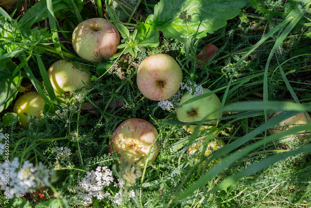 Blurred image of fallen apples in the summer grass. Blurred image of fallen apples in the summer grass.