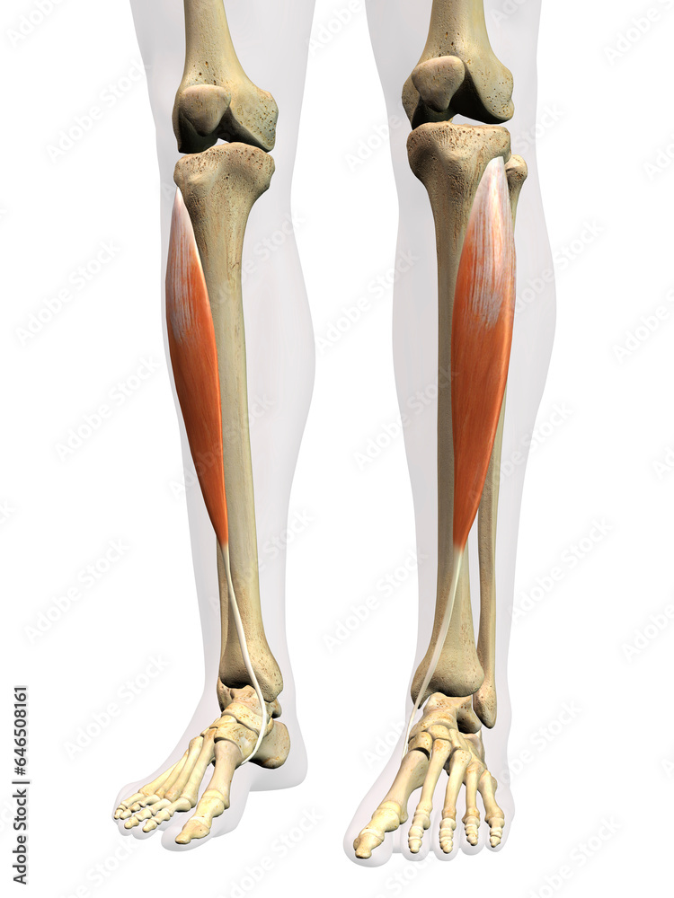 Tibialis Anterior Muscle in Isolation on Human Leg Skeleton, 3D Rendering on White Background