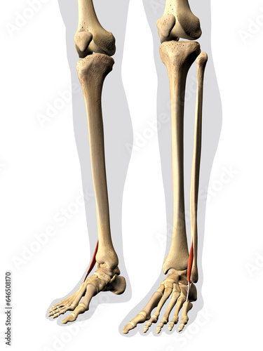 Peroneus Tertius Muscle in Isolation on Human Leg Skeleton, 3D Rendering on White Background photo