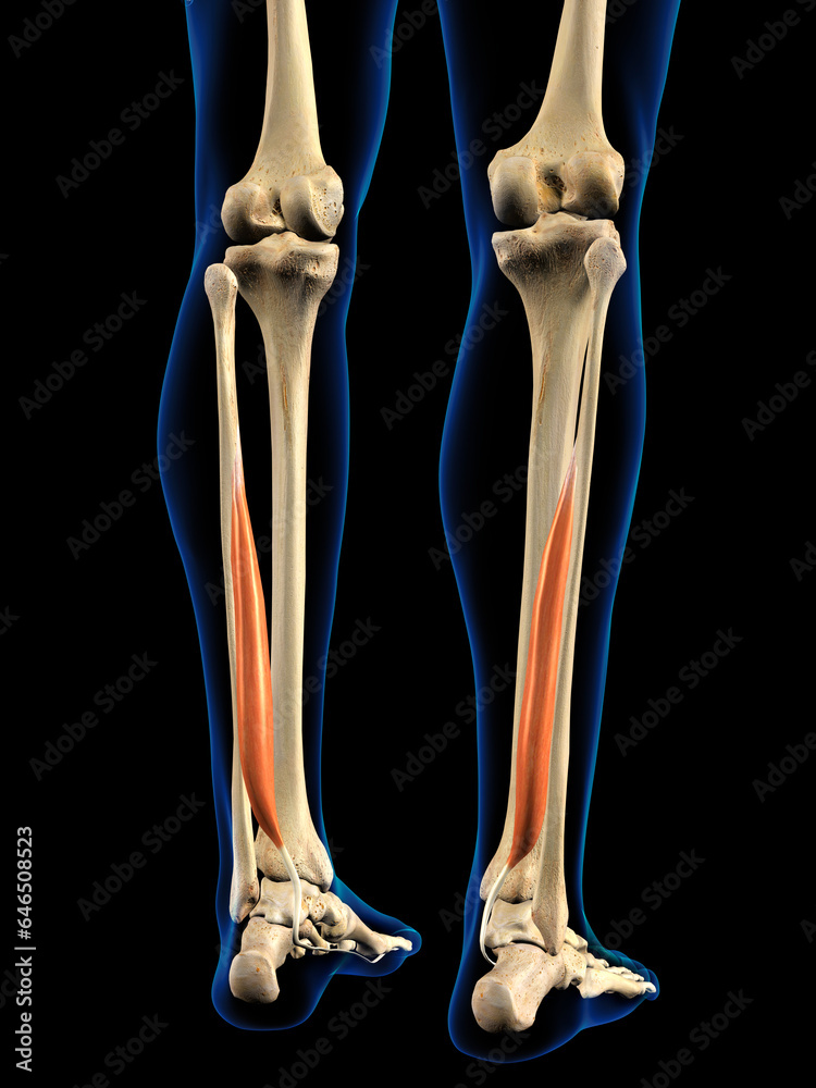 Posterior Hallucis Muscle in Isolation on Human Lower Leg Skeleton, 3D Rendering on Black Background Posterior Hallucis Muscle in Isolation on Human Lower Leg Skeleton, 3D Rendering on Black Background