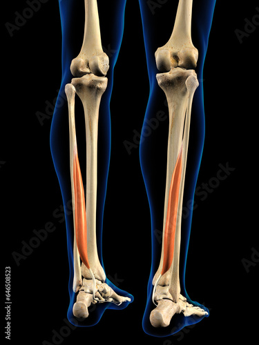Posterior Hallucis Muscle in Isolation on Human Lower Leg Skeleton, 3D Rendering on Black Background