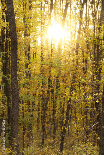 Autumn forest landscape with sun rays through branches of trees.
