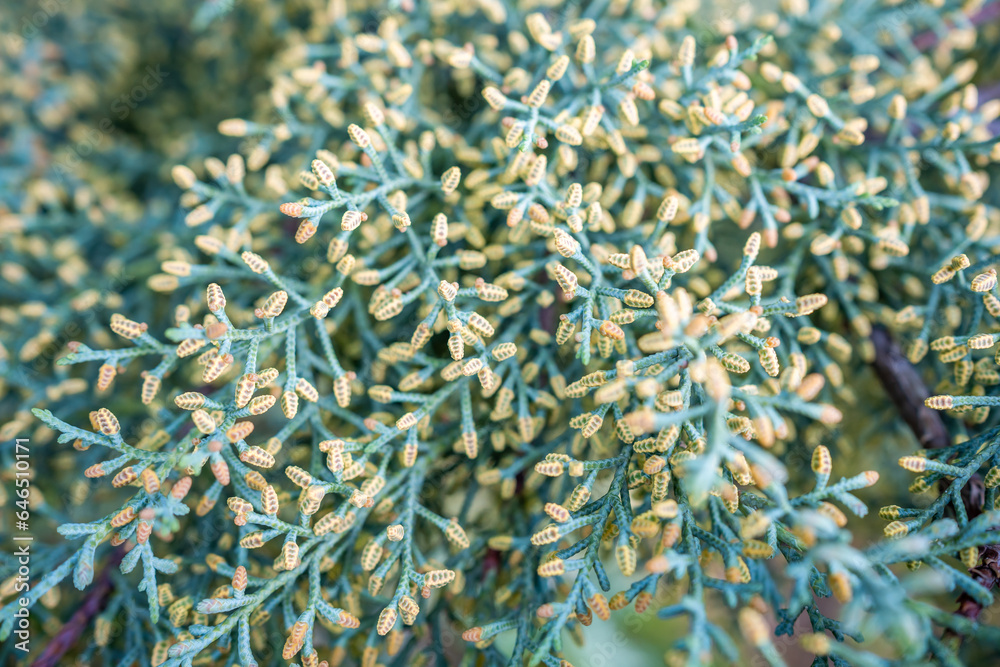 Close-up of a Thuja twig with green background behind 