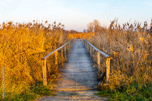 Winter reed with wooden bridge at sunset in yellowish sunshine