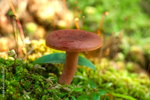 Rufous milkcap mushroom is growing from green moss in the wild.
