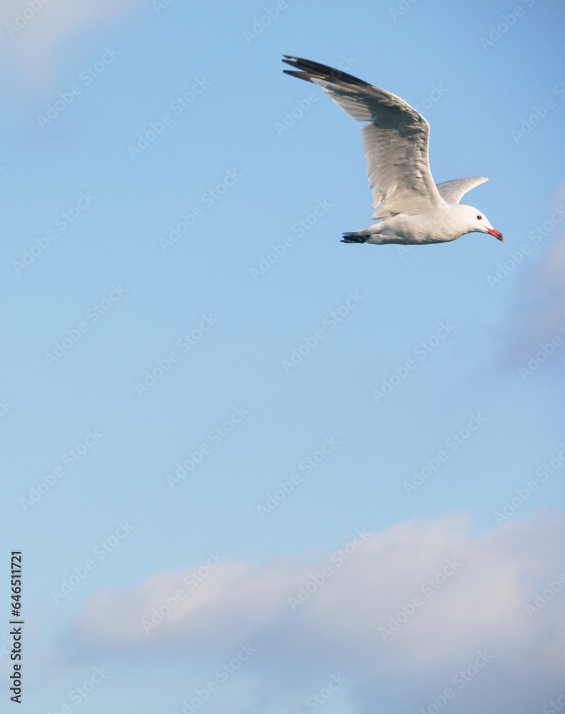 Obraz premium seagull in flight