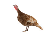 red bourbon turkey female isolated on white background