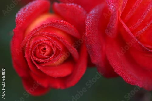 Very beautiful red-yellow varietal rose in drops of dew