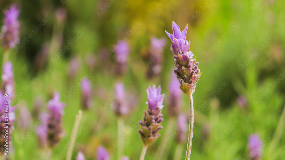 Flor do tipo lavanda em uma plantação no Brasil Flor do tipo lavanda em uma plantação no Brasil