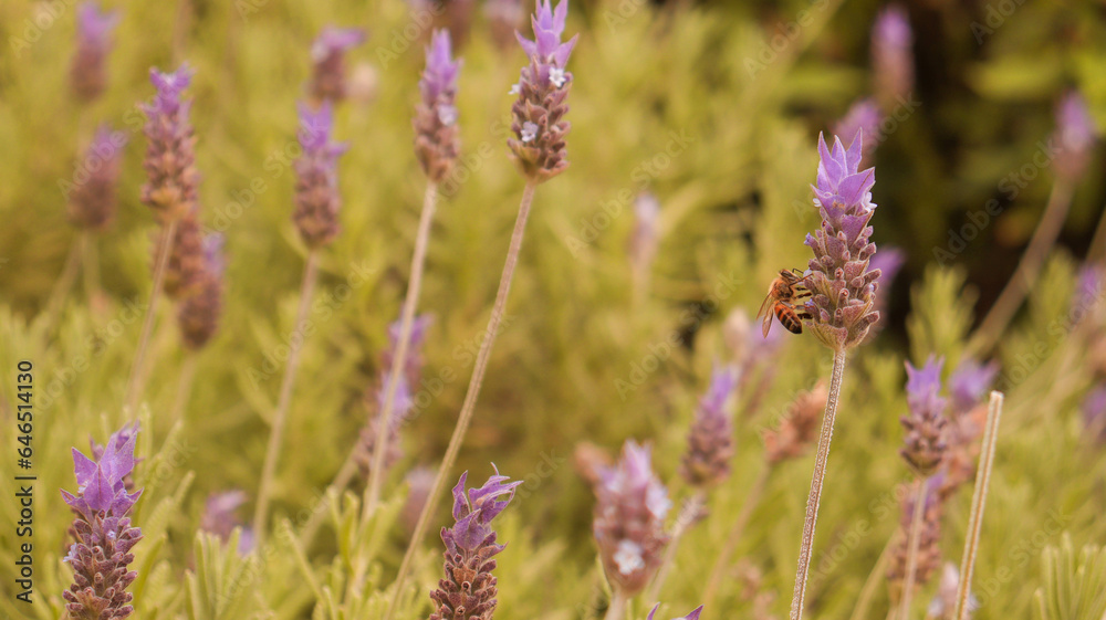 Obraz premium Flor da lavanda em uma plantação