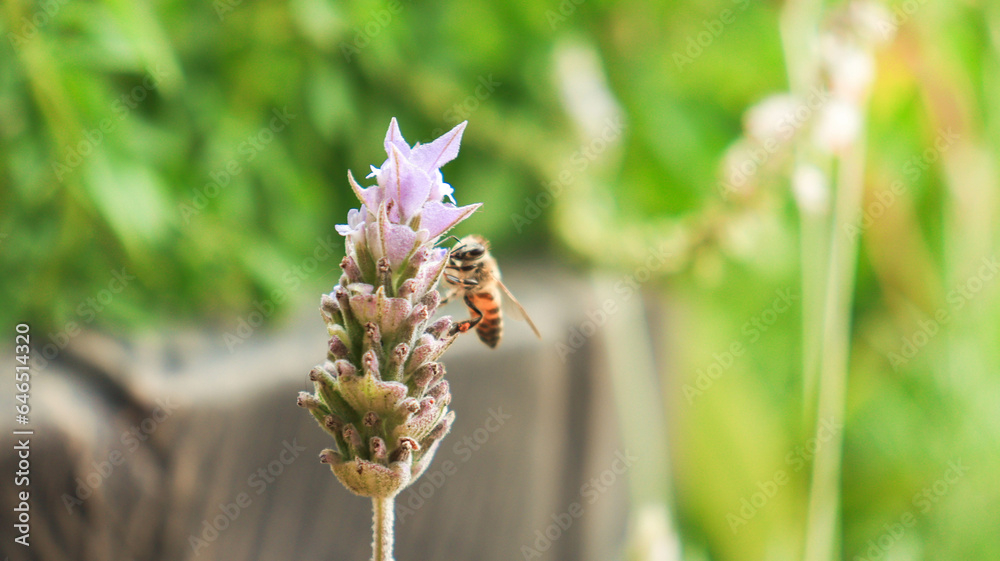 Fototapeta premium Inseto abelha polinizando uma flor de lavanda