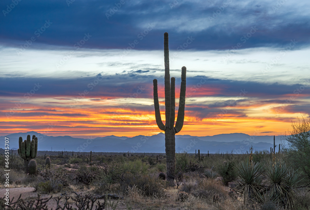Colorful Desert Sunrise Landscape With Mountains And Saguaro Cactus