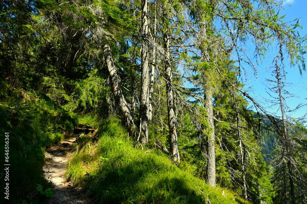 Obraz premium Hiking trail in Karavanke mountains, Slovenia leading next to conifer spruce (Picea abies) trees