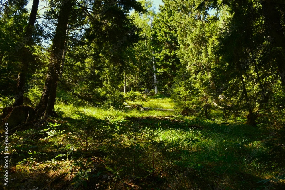 Sunlight shining on the ground in a conifer forest