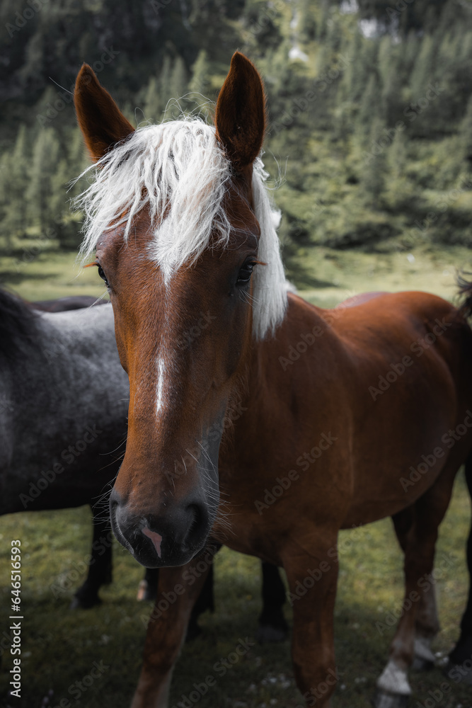 Fototapeta premium Wildes Pferd auf Hochplateau