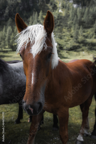 Wildes Pferd auf Hochplateau © Karl