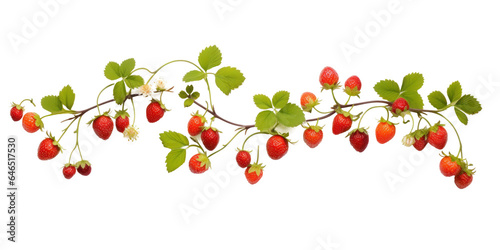 ripe strawberries on a branch with leaves, png file of isolated cutout object on transparent background.