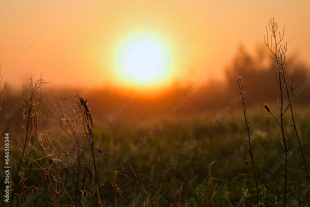 Flower meadow in the light of the Sunrise