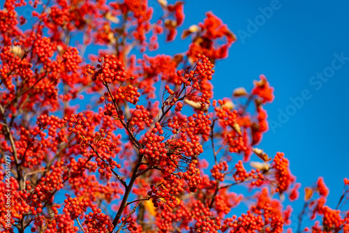 red fall rowanberry branch. october red fall rowanberry. fall season with red rowanberry