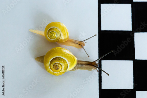 Top Down View of Two Snails racing to the Finish Line on White Background