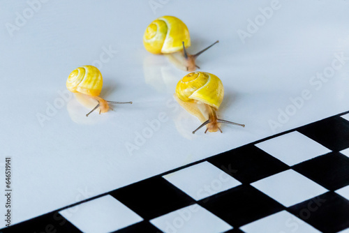 Close up view of two snails slowly racing to a checkerboard finish line with a checkerboard finish line.