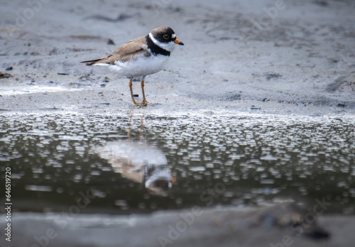 semipalmated plover photo
