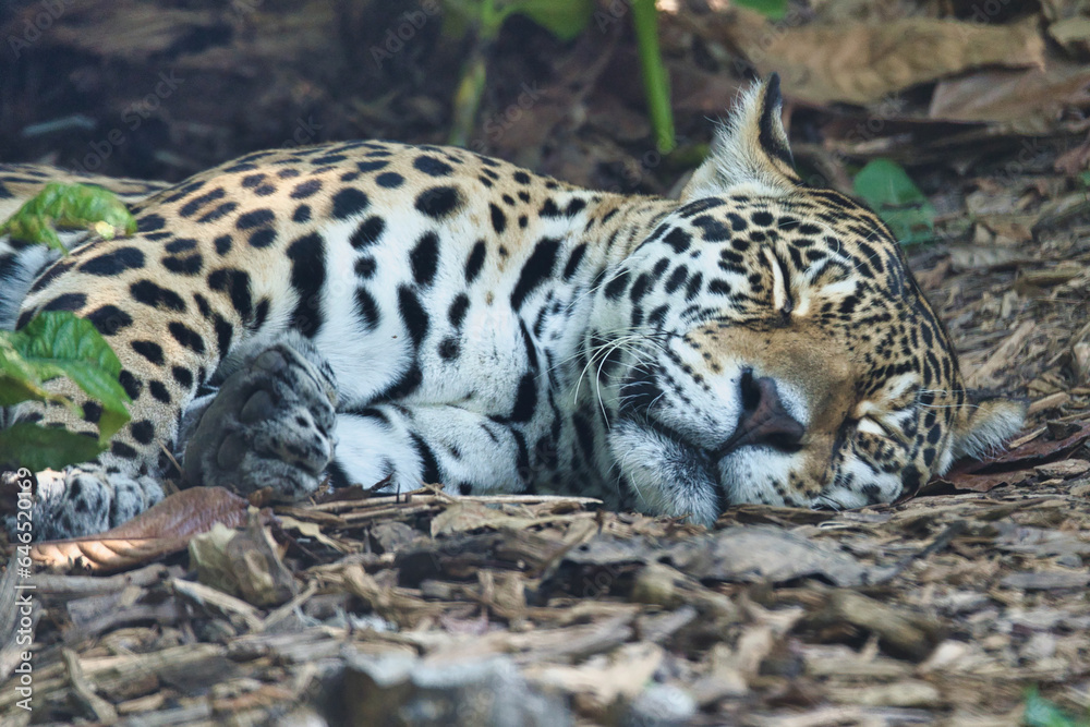 Obraz premium The jaguar, Panthera onca sleeping on the ground is a carnivorous mammal from the Felidae family in the Paris zoologic park, formerly known as the Bois de Vincennes, 12th arrondissement of Paris