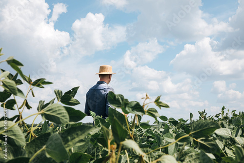 Farmer, agronomist in the soybean field. Controlling the growth of agricultural crops. Green soy with beans. Front view