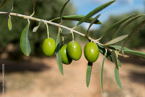 Aceitunas, cosecha del olivar